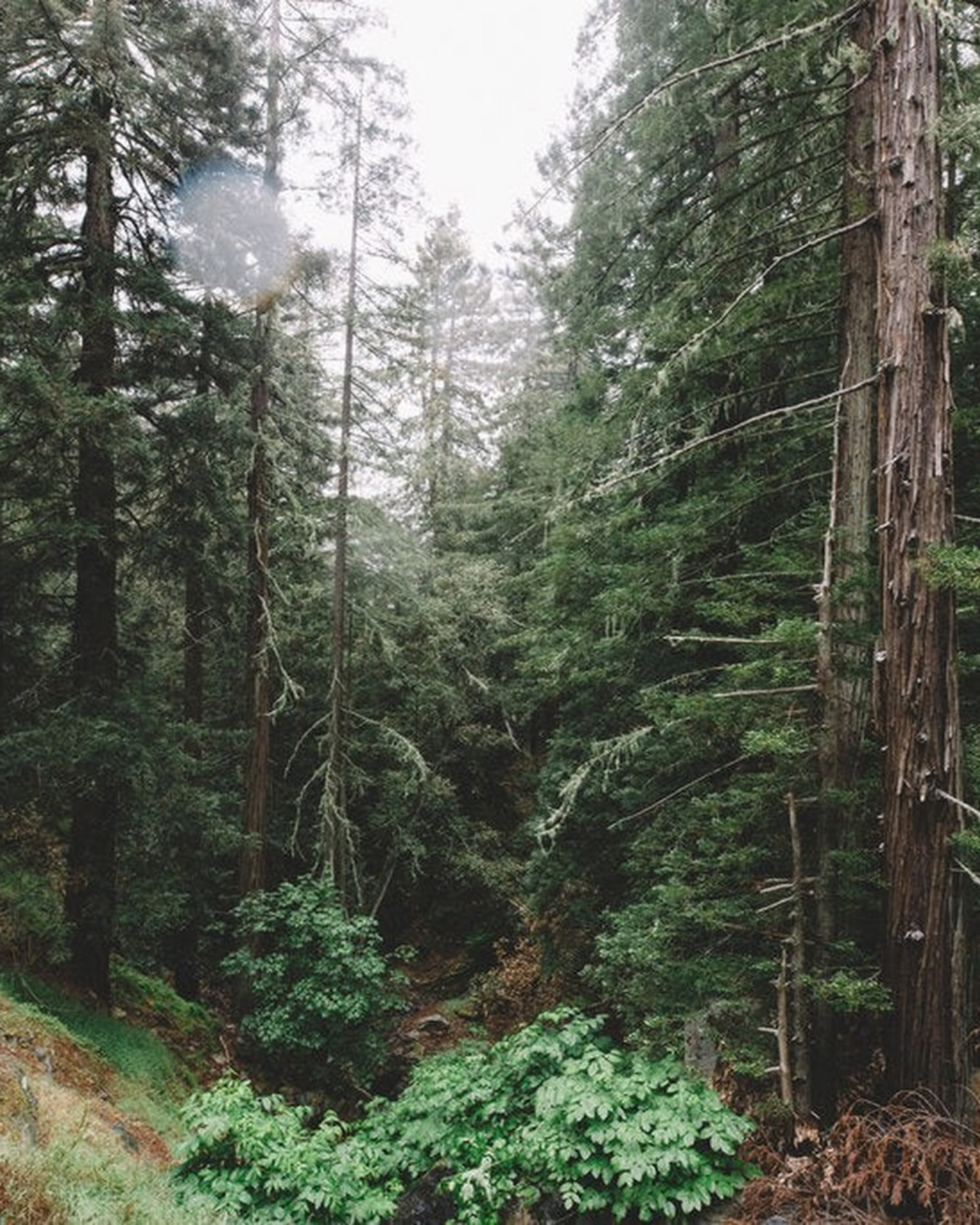 Juniper Ridge Cedar Campfire Incense 20 Sticks 3-Pack SpadezStore