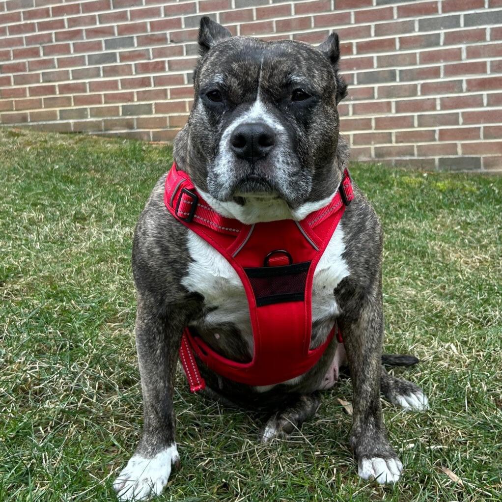 Venture Paw Pull Control Dog Harness - Crimson