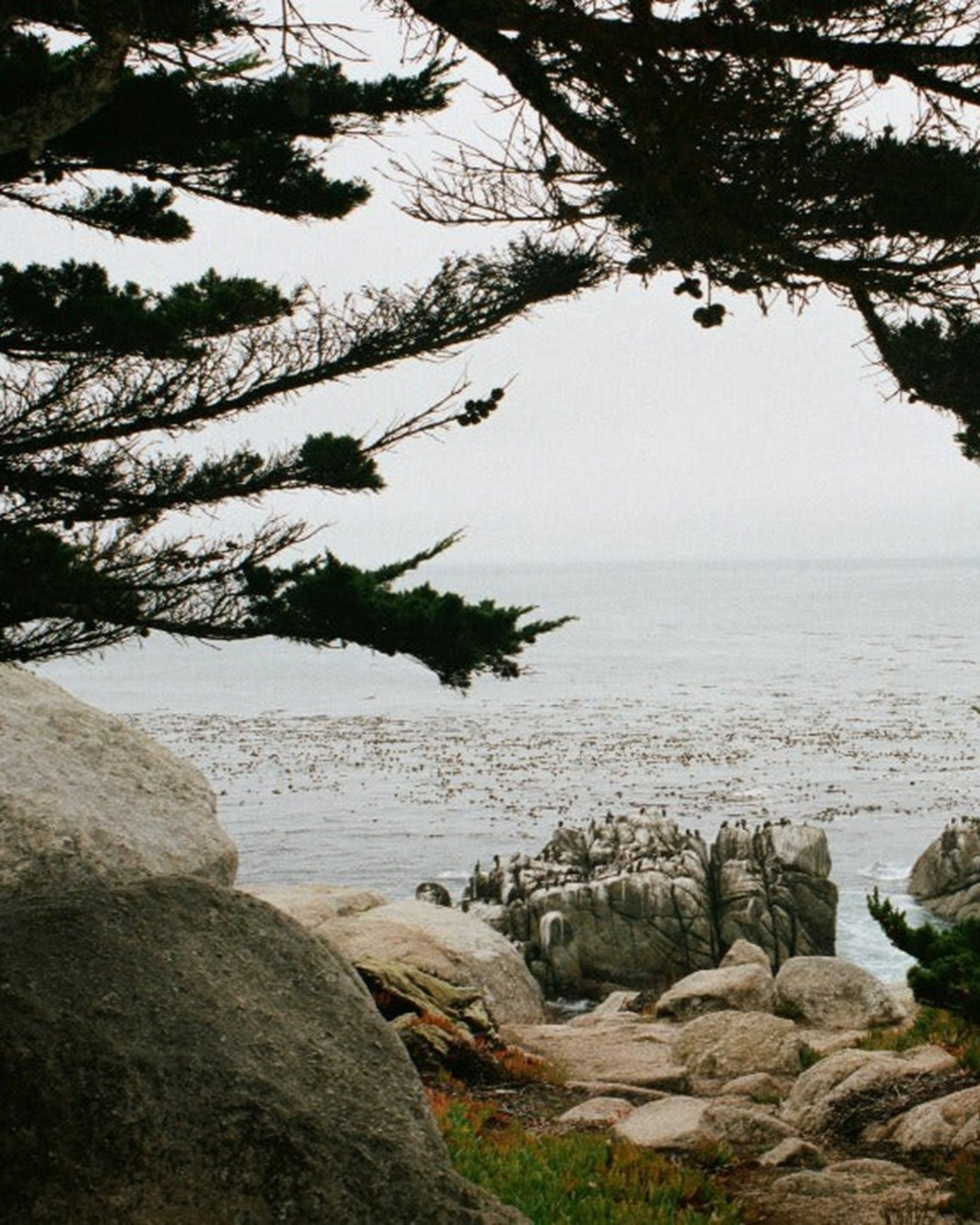 Juniper Ridge Coastal Pine Bar Soap 3-Pack SpadezStore