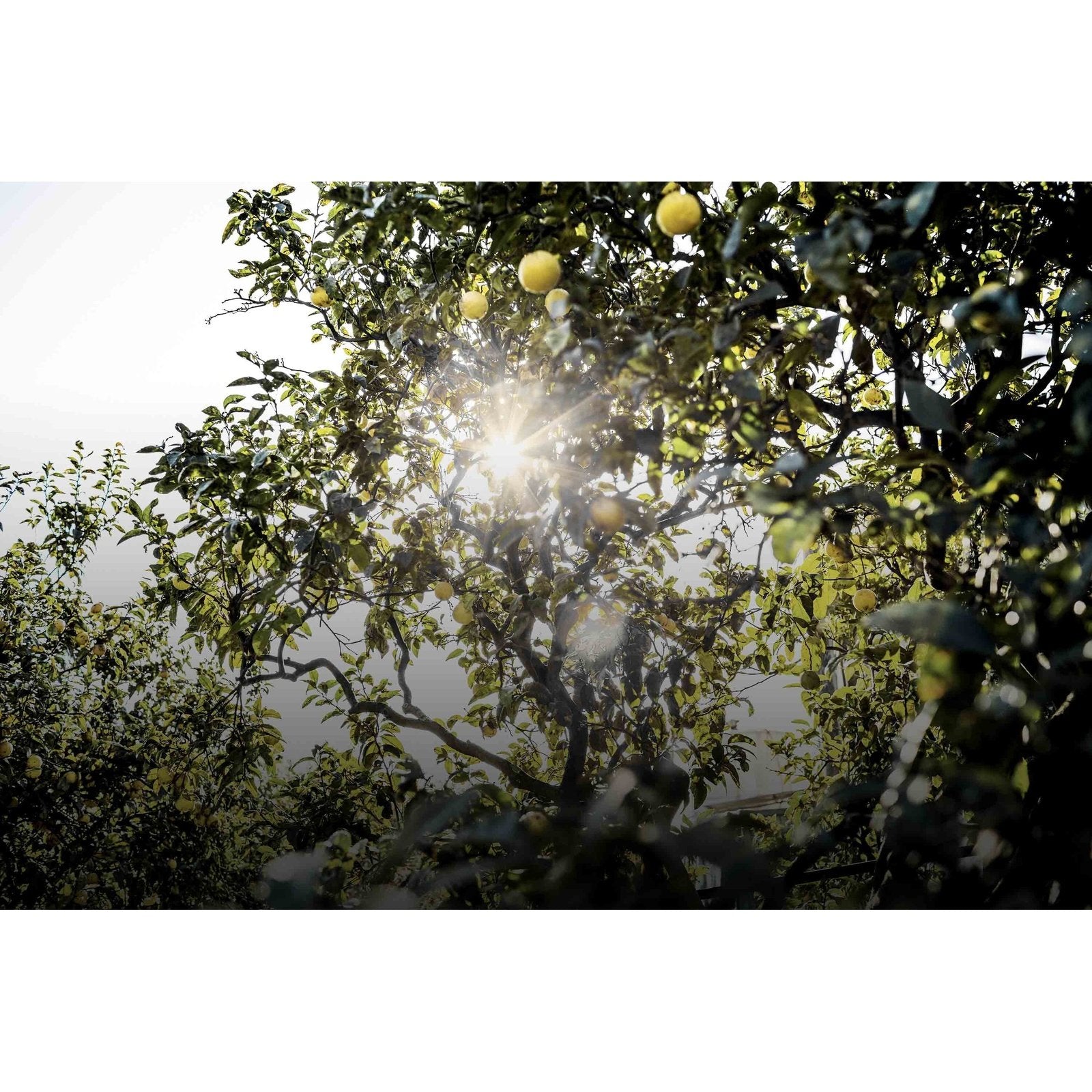 Eau Sauvage Eau de toilette Cologne for Men SpadezStore