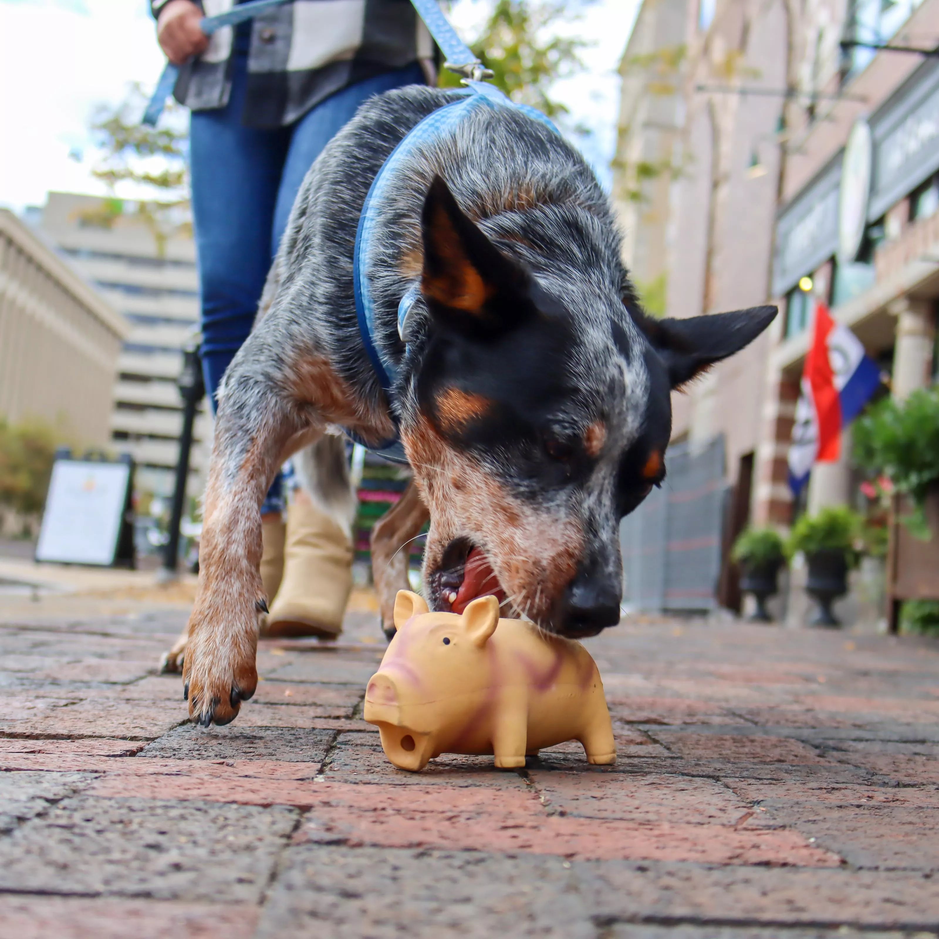 Coastal Pet Rascals Latex Grunting Pig Dog Toy SpadezStore