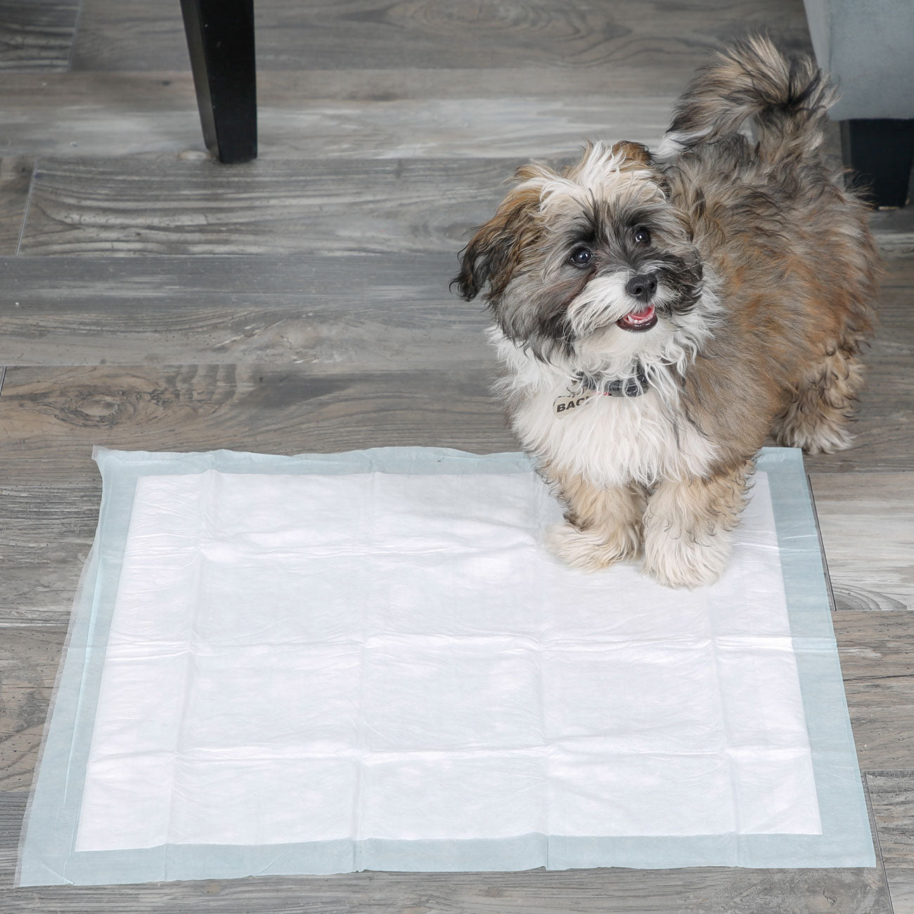 Hartz Home Protection Dog Training Pads SpadezStore